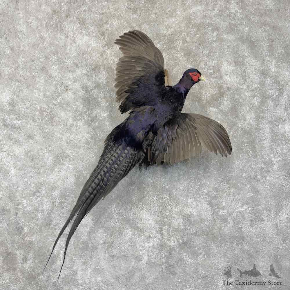 Black Pheasant Bird Mount For Sale #31691 @ The Taxidermy Store