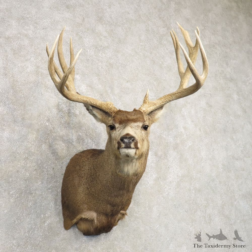 Mule Deer Shoulder Mount For Sale #20490 @ The Taxidermy Store