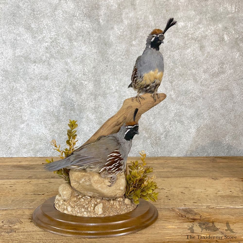 Gambel’s Quail Bird Mount For Sale #24494 @ The Taxidermy Store
