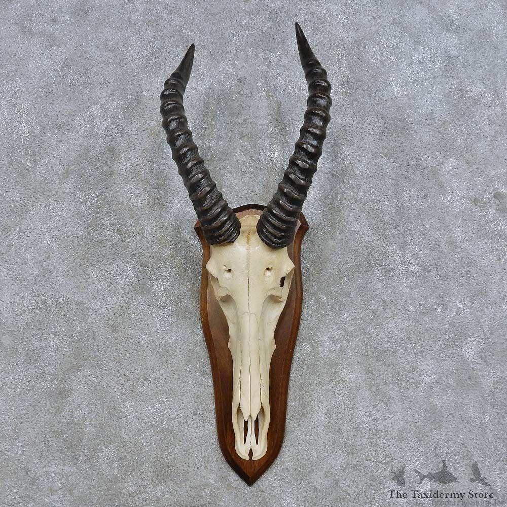 Topi Skull & Horn European Mount For Sale #14617 @ The Taxidermy Store