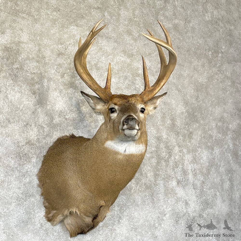 Whitetail Deer Shoulder Mount For Sale #28168 - The Taxidermy Store