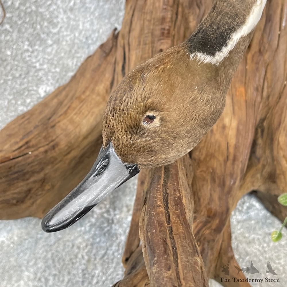 Pintail Duck Bird Taxidermy Mount For Sale #25017 @ The Taxidermy Store