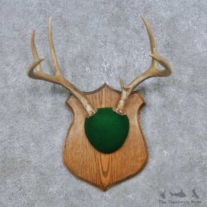 Whitetail Deer Antler Plaque Mount For Sale #14766 @ The Taxidermy Store