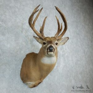 Whitetail Deer Shoulder Taxidermy Mount For Sale #18501 @ The Taxidermy Store.jpg