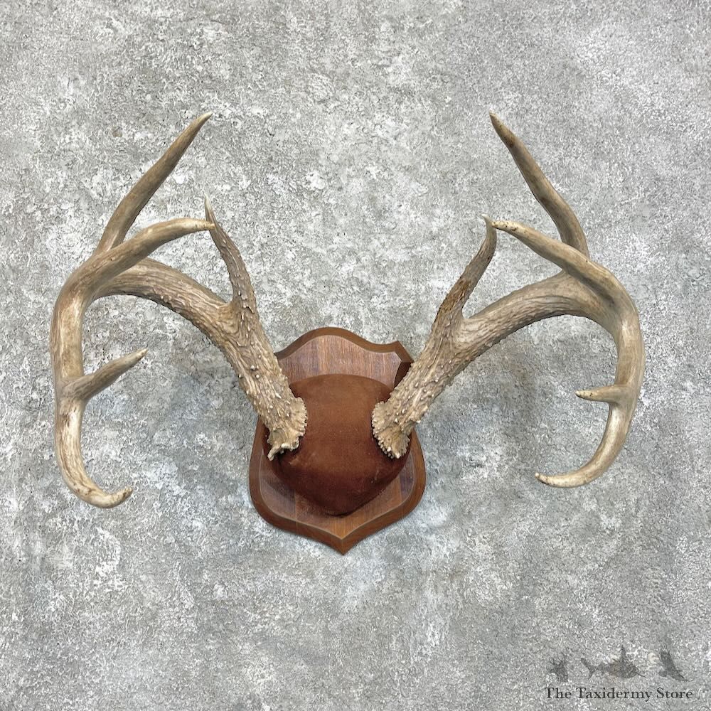 Whitetail Deer Antler Plaque Mount For Sale #27928 @ The Taxidermy Store
