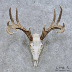 Whitetail Deer Skull European Mount For Sale #14636 @ The Taxidermy Store