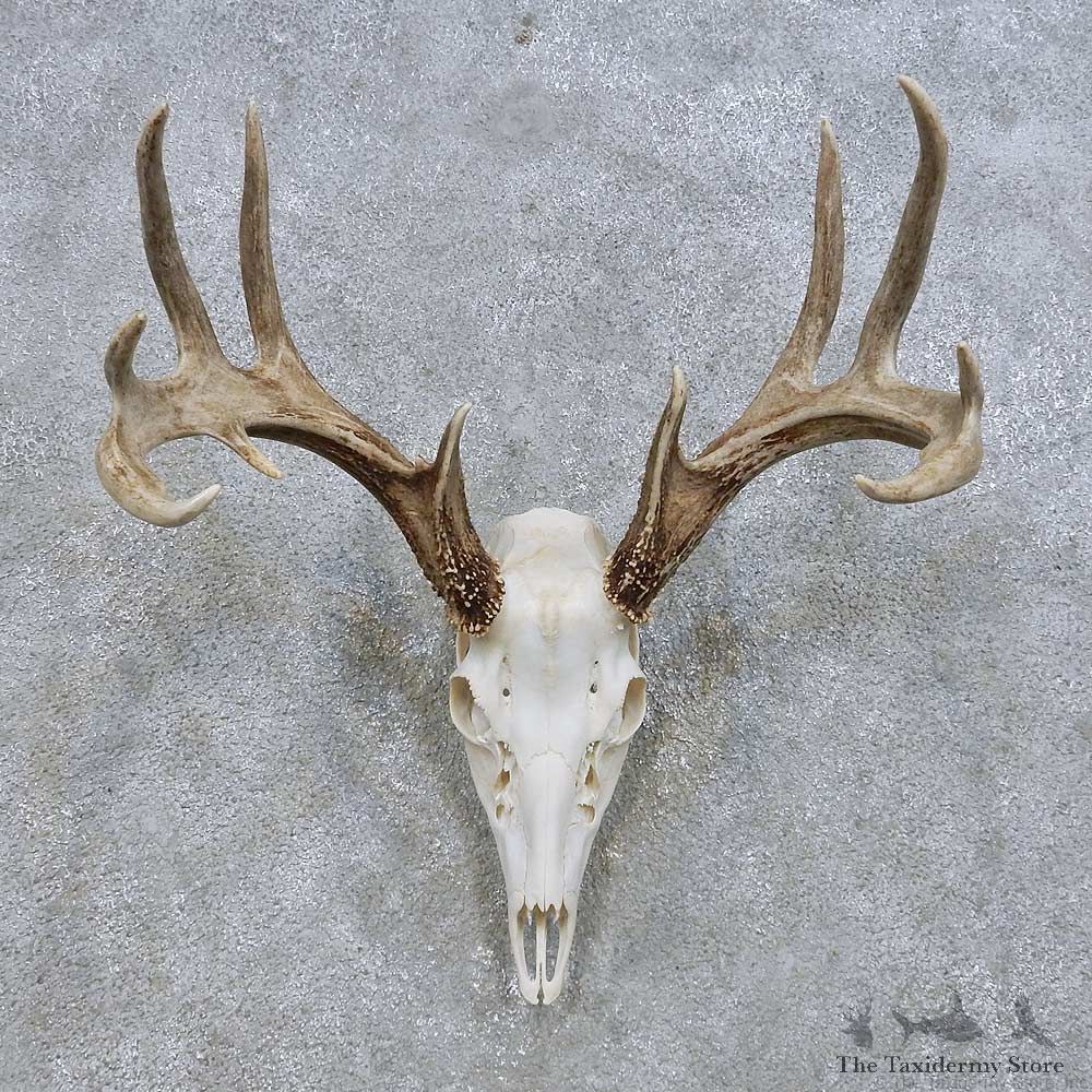 Whitetail Deer Skull European Mount For Sale #14636 @ The Taxidermy Store