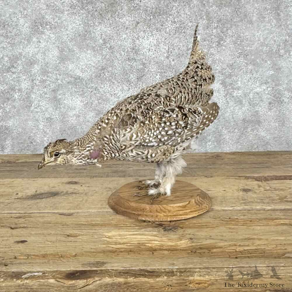 Sharp-tailed Grouse Bird Mount For Sale #32147 @ The Taxidermy Store