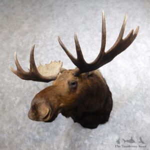 Western Canada Moose Shoulder Mount For Sale #18643 @ The Taxidermy Store