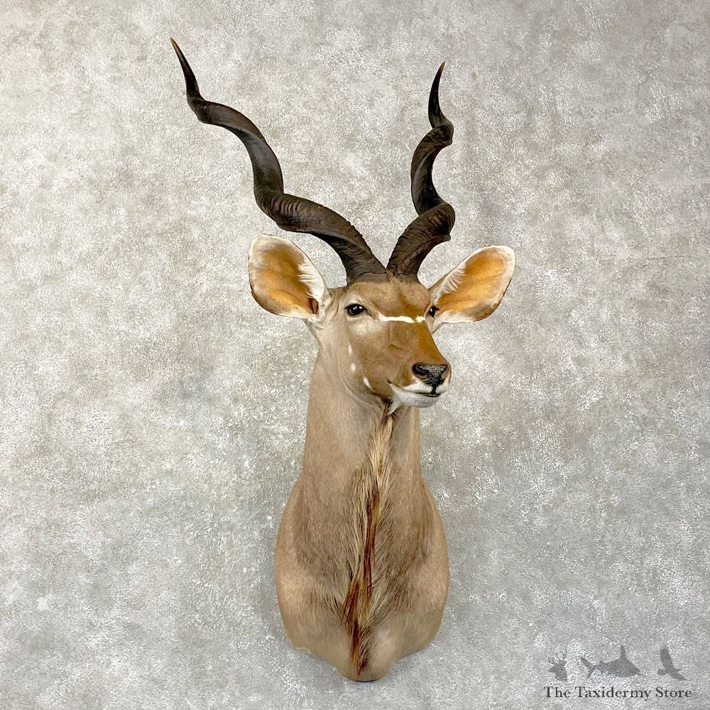 Greater Kudu Shoulder Mount For Sale #24988 @ The Taxidermy Store