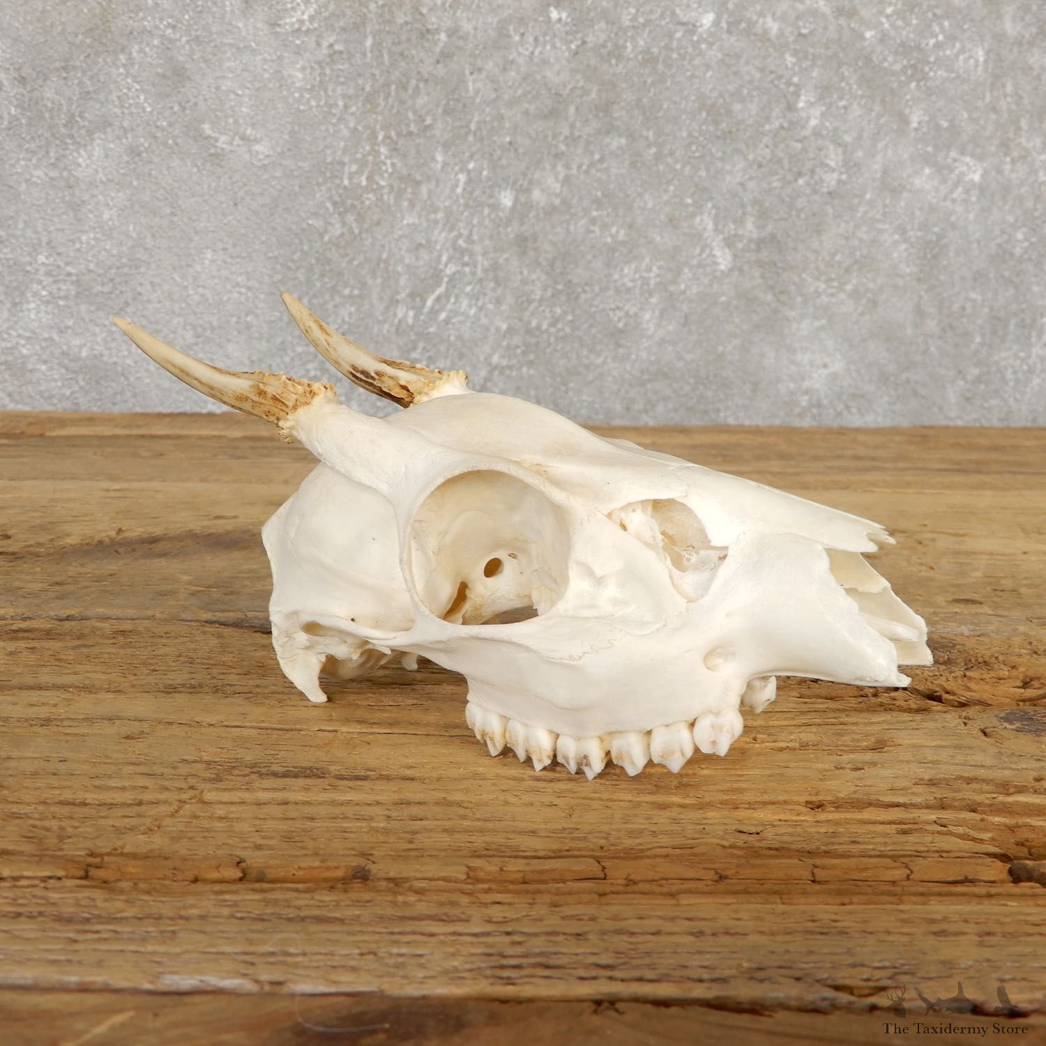 Brocket Deer Skull & Antler European Mount For Sale #19925 @ The Taxidermy Store