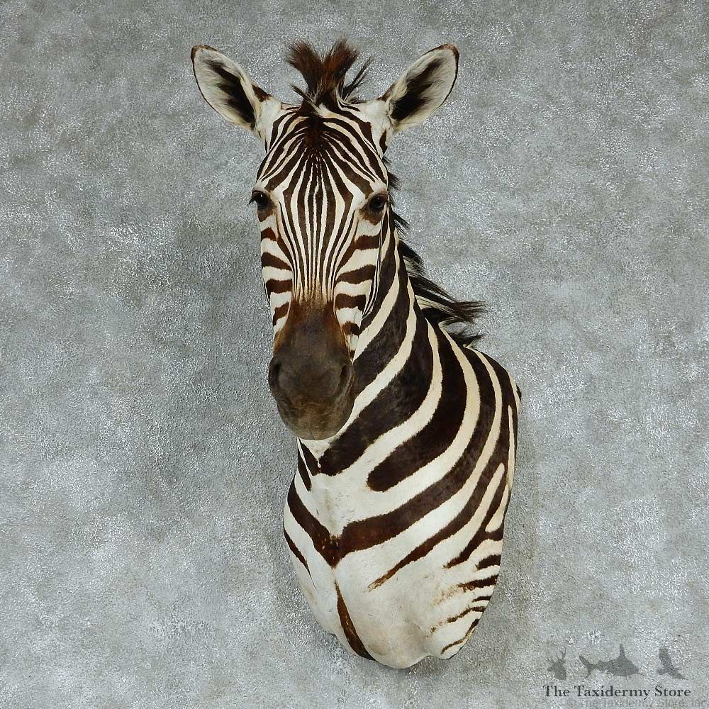 African Zebra Wall Pedestal Taxidermy Mount #13259 For Sale @ The Taxidermy Store