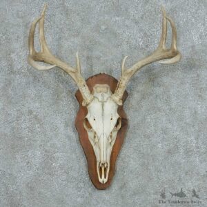 Whitetail Deer Skull & Antler European Mount #13759 For Sale @ The Taxidermy Store