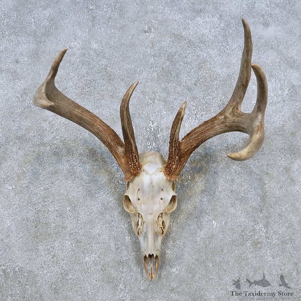 Whitetail Deer Skull European Mount For Sale #14769 @ The Taxidermy Store