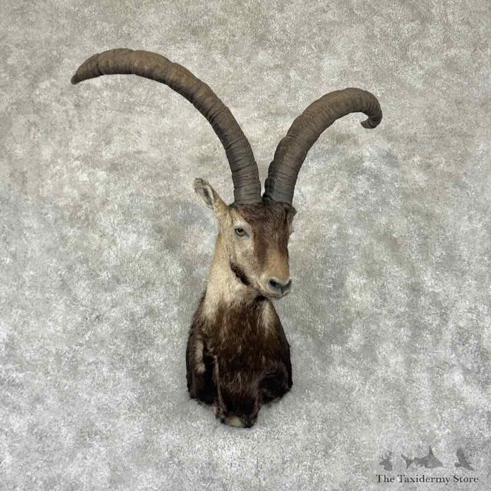 Beceite Ibex Shoulder Mount For Sale #32343 @ The Taxidermy Store