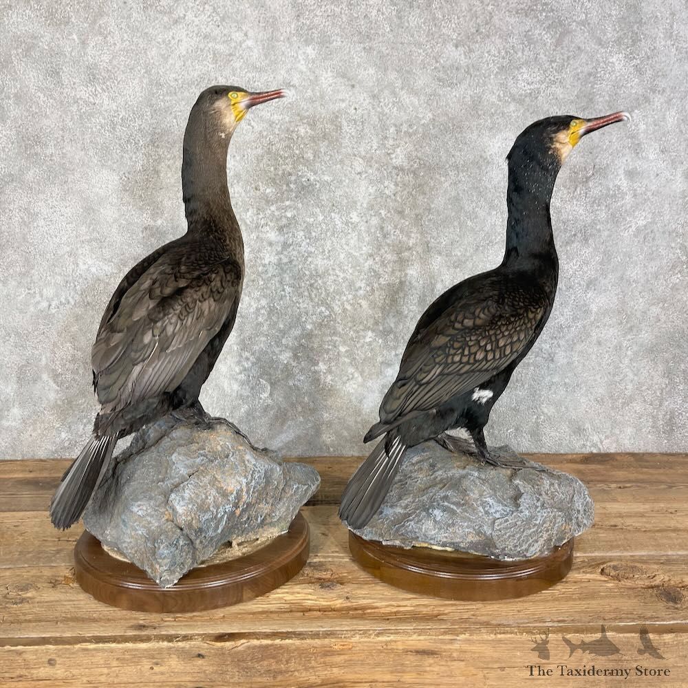 Japanese Cormorant Pair Mount For Sale #27963 @ The Taxidermy Store