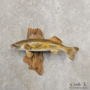 Sauger Taxidermy Fish Mount #20891 For Sale @ The Taxidermy Store