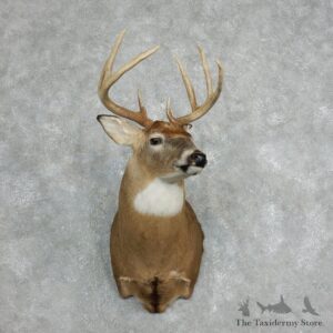 Whitetail Deer Shoulder Taxidermy Mount For Sale #18068 @ The Taxidermy Store.jpg