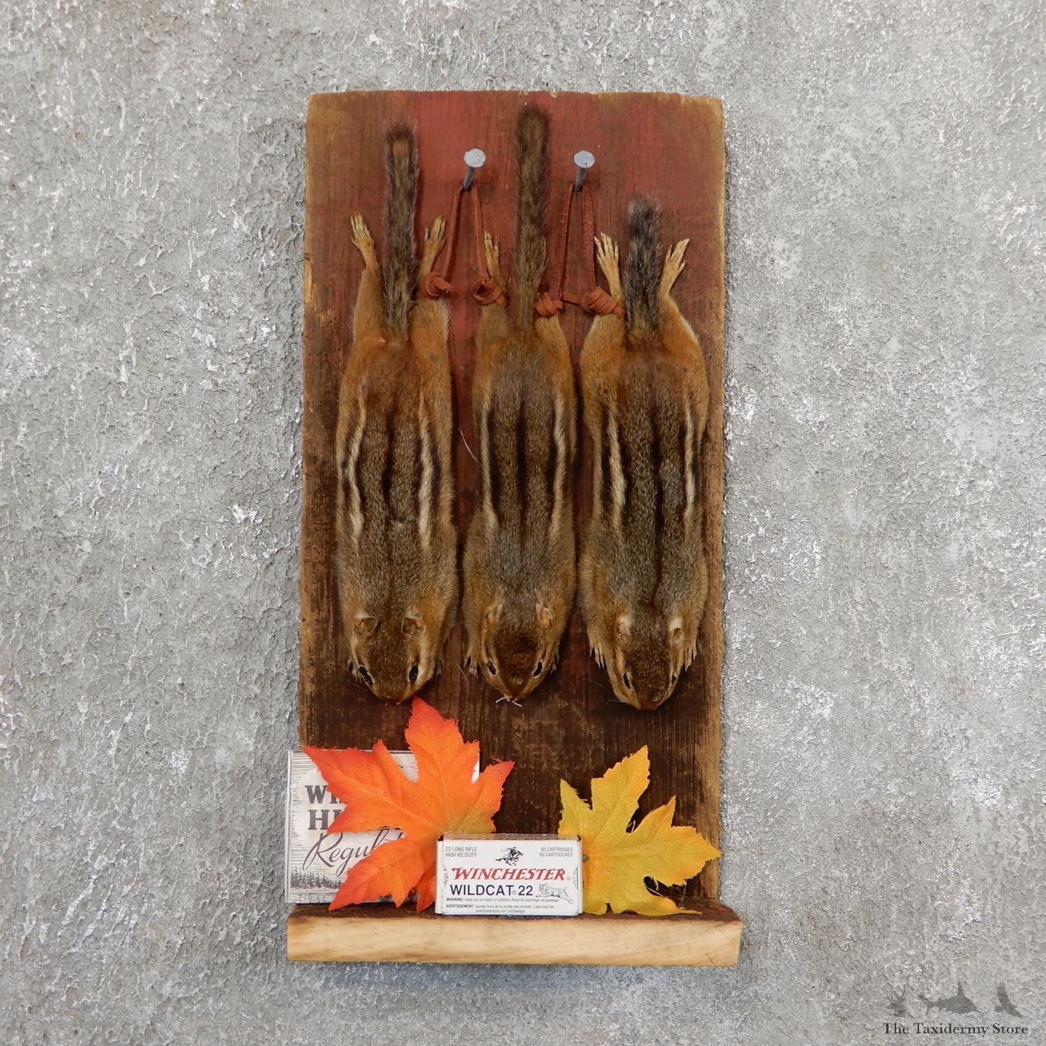 Captain's Classic Chipmunk Display Taxidermy Mount #19736 For Sale @ The Taxidermy Store
