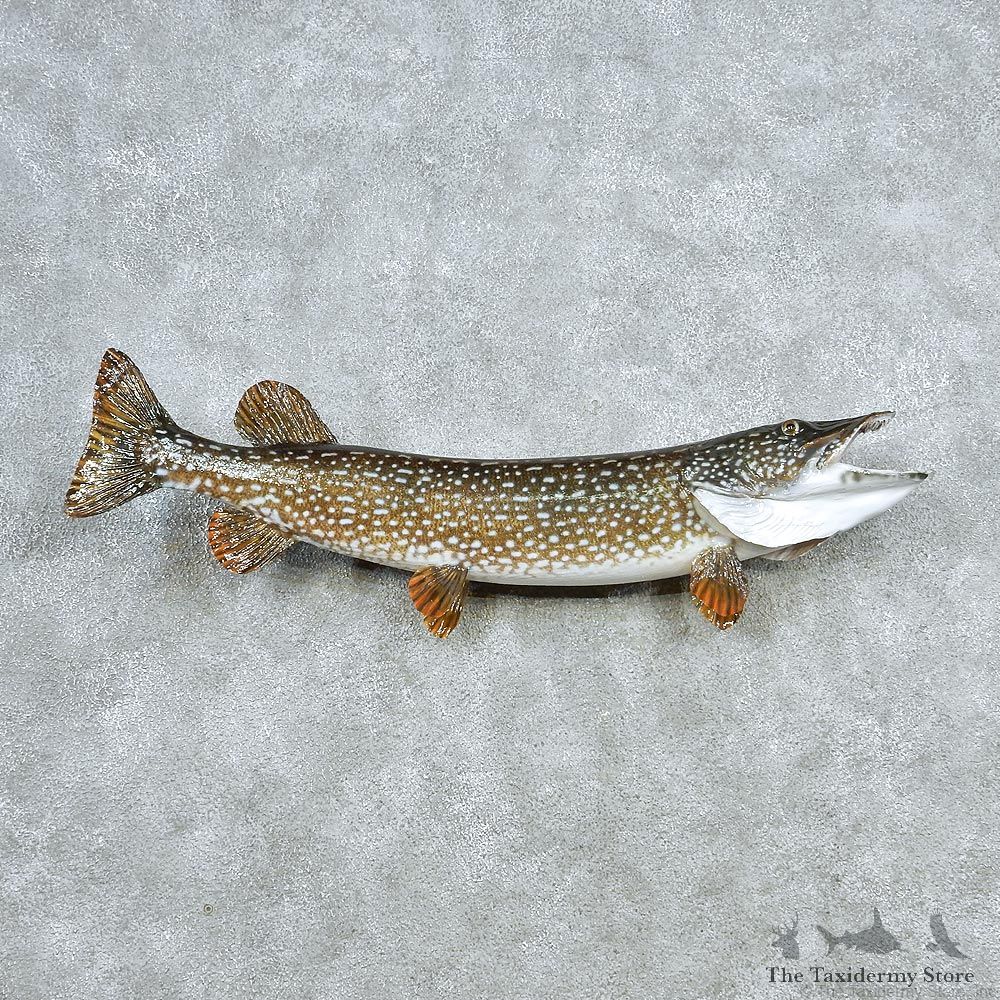 Northern Pike Taxidermy Fish Mount #13046 For Sale @ The Taxidermy Store