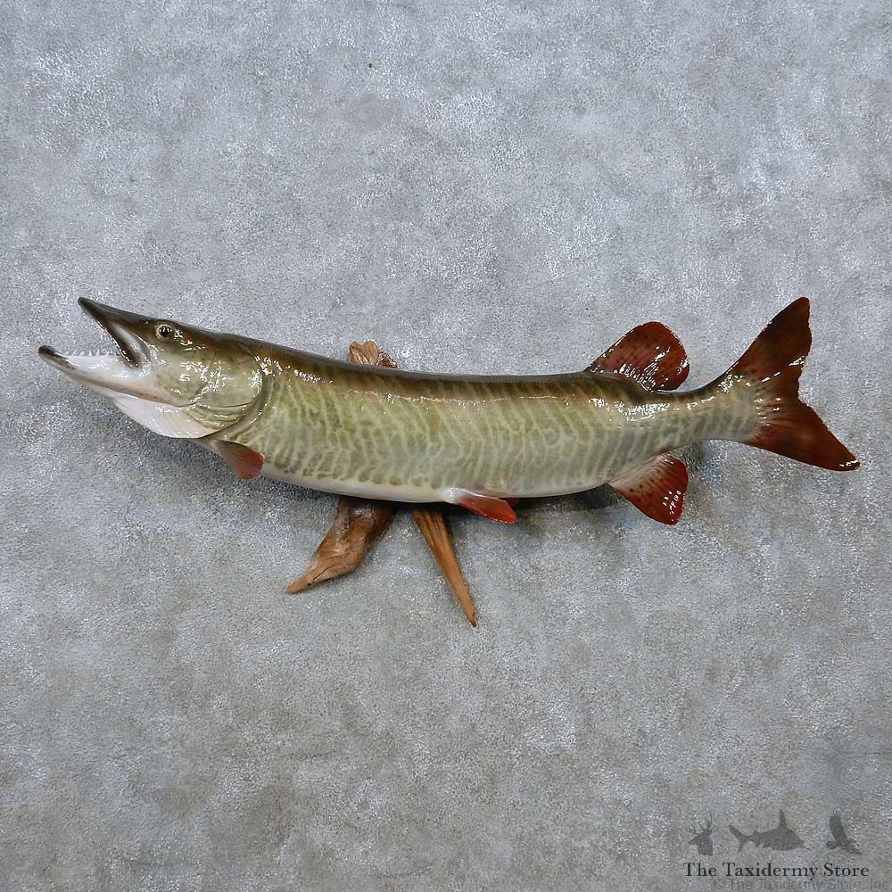 Muskie Reproduction Fish Mount For Sale #14465 @ The Taxidermy Store