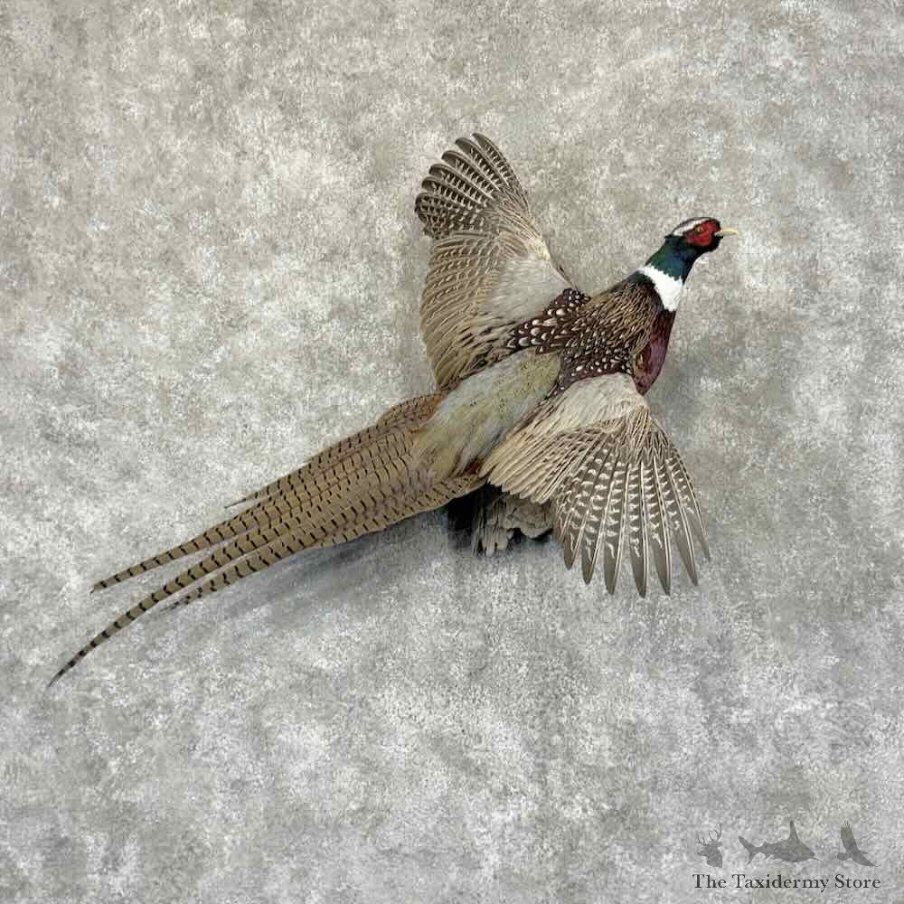 Ringneck Pheasant Bird Mount For Sale #31947 @ The Taxidermy Store