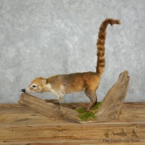 South American Coati Life-Size Mount For Sale #18009 @ The Taxidermy Store