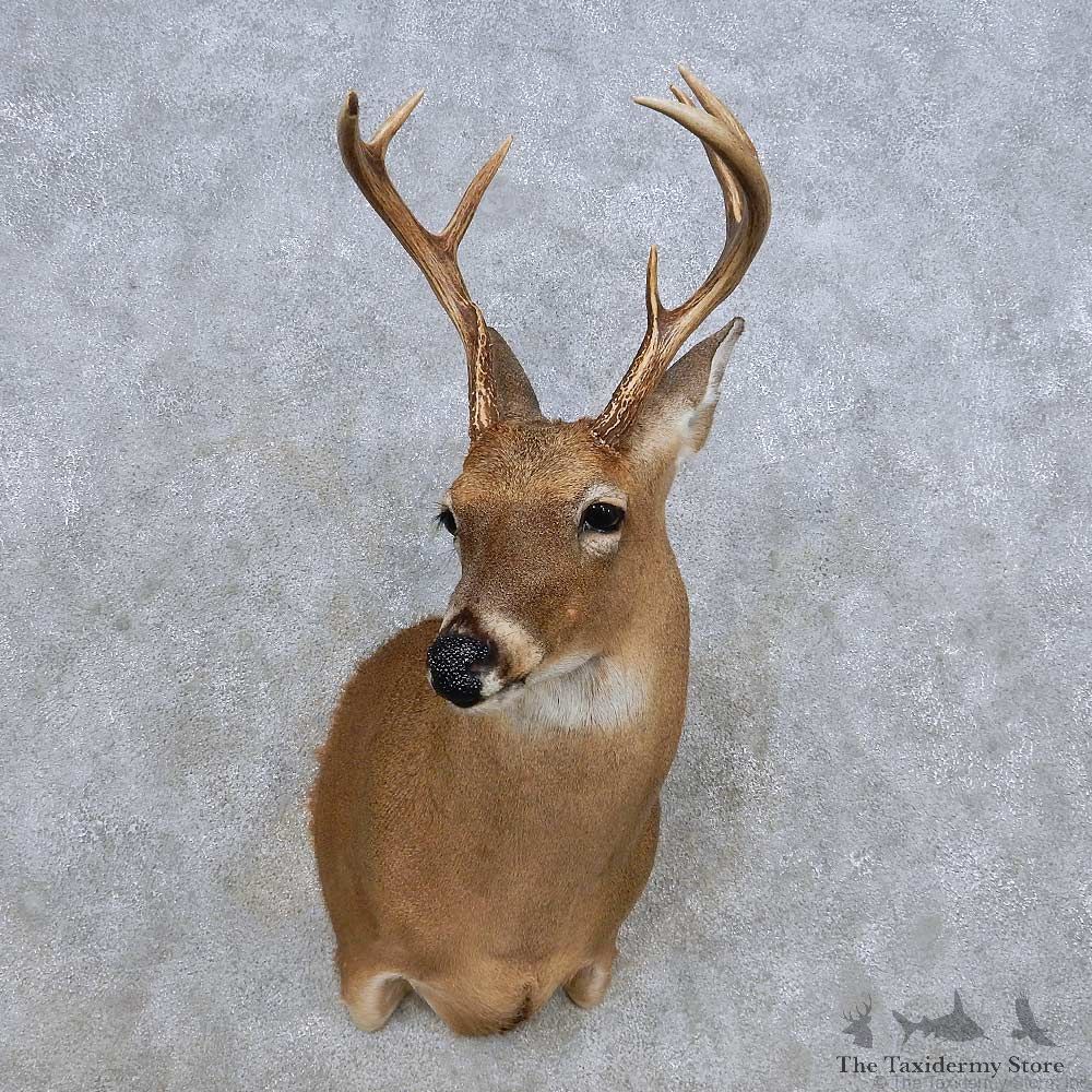 Whitetail Deer Shoulder Mount For Sale #14317 @ The Taxidermy Store