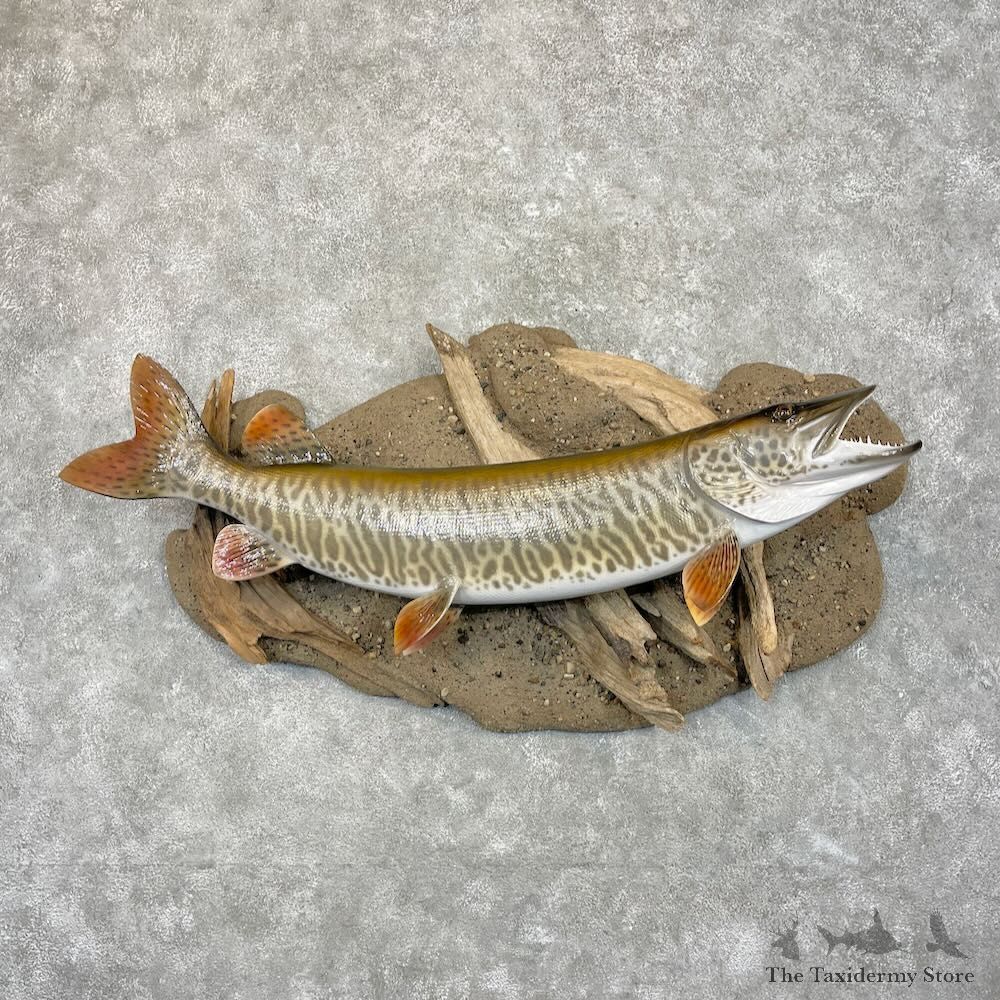 Tiger Musky Fish Mount For Sale #27793 - The Taxidermy Store