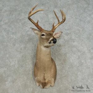 Whitetail Deer Shoulder Mount For Sale #16667 @ The Taxidermy Store