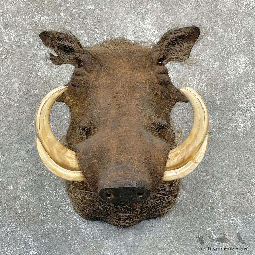 African Warthog Shoulder Mount For Sale #24951 @ The Taxidermy Store