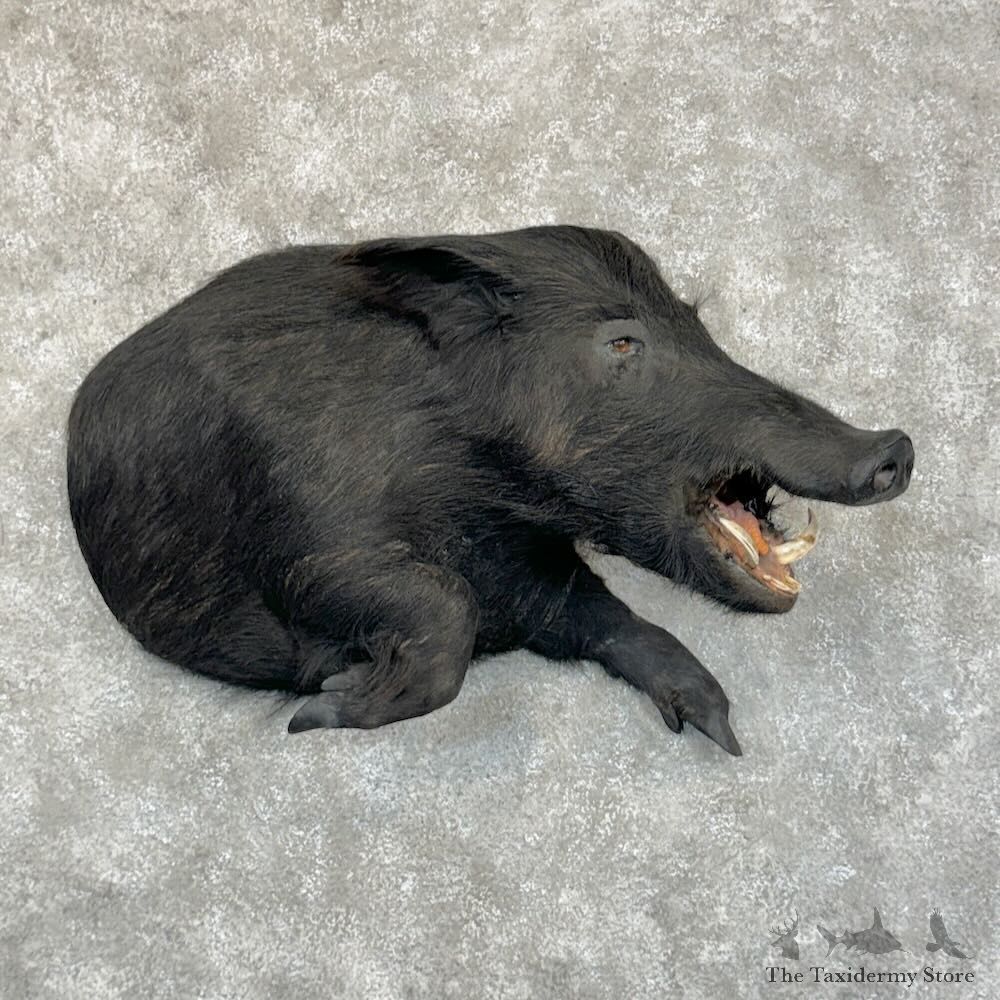 Wild Boar 1/2 Life-Size Mount For Sale #29066 @ The Taxidermy Store