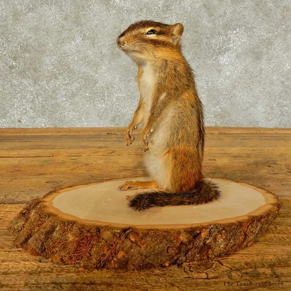 Chipmunk Life-Size Mount For Sale #16334 @ The Taxidermy Store
