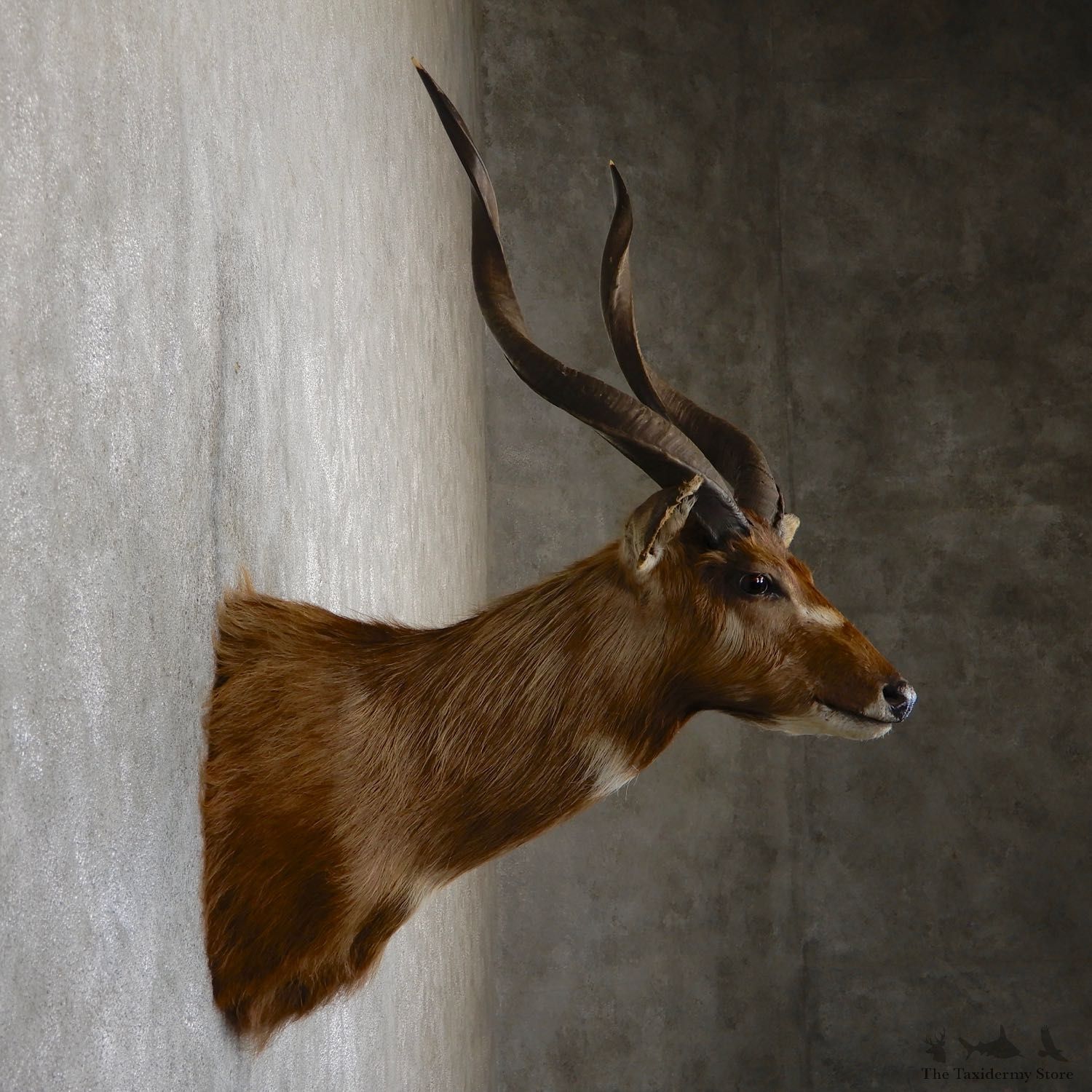 African Sitatunga Shoulder Mount #19632 For Sale @ The Taxidermy Store
