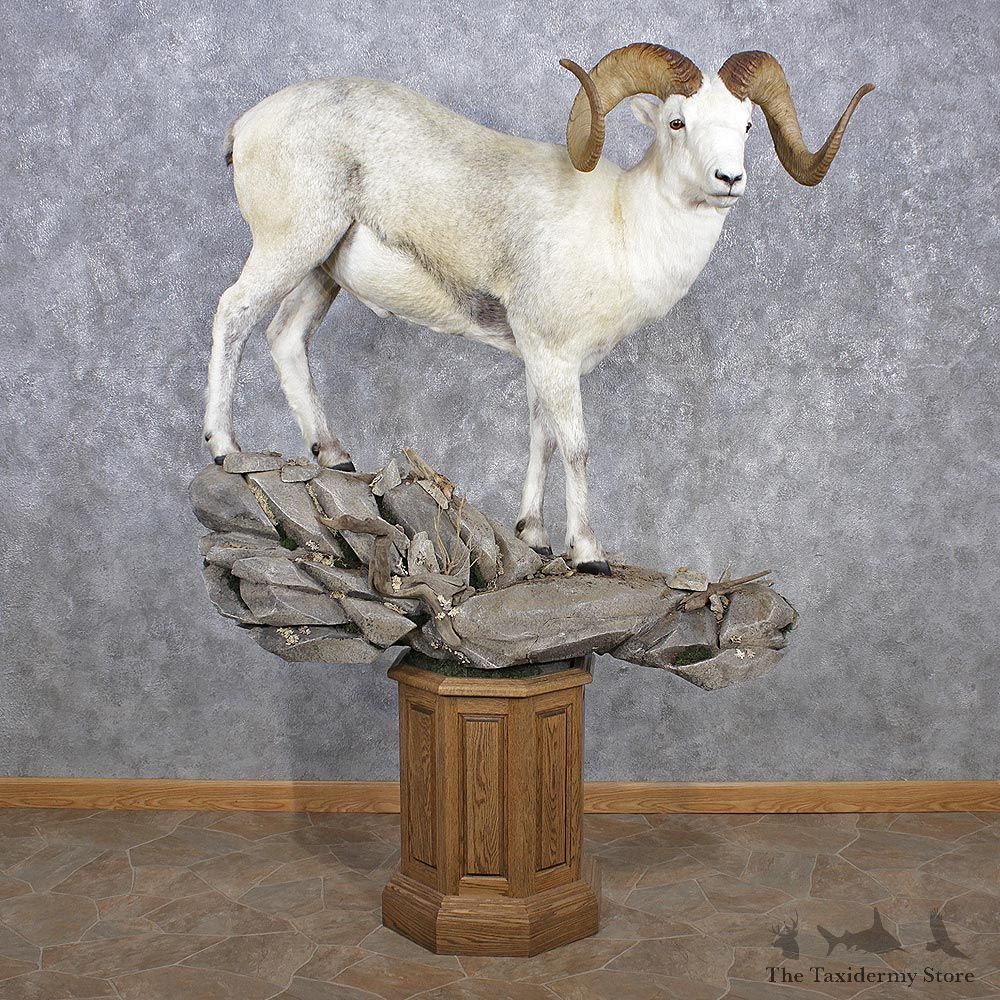 Fannin Sheep Dall / Stone Cross Life Size Taxidermy Mount #12508 For Sale - The Taxidermy Store