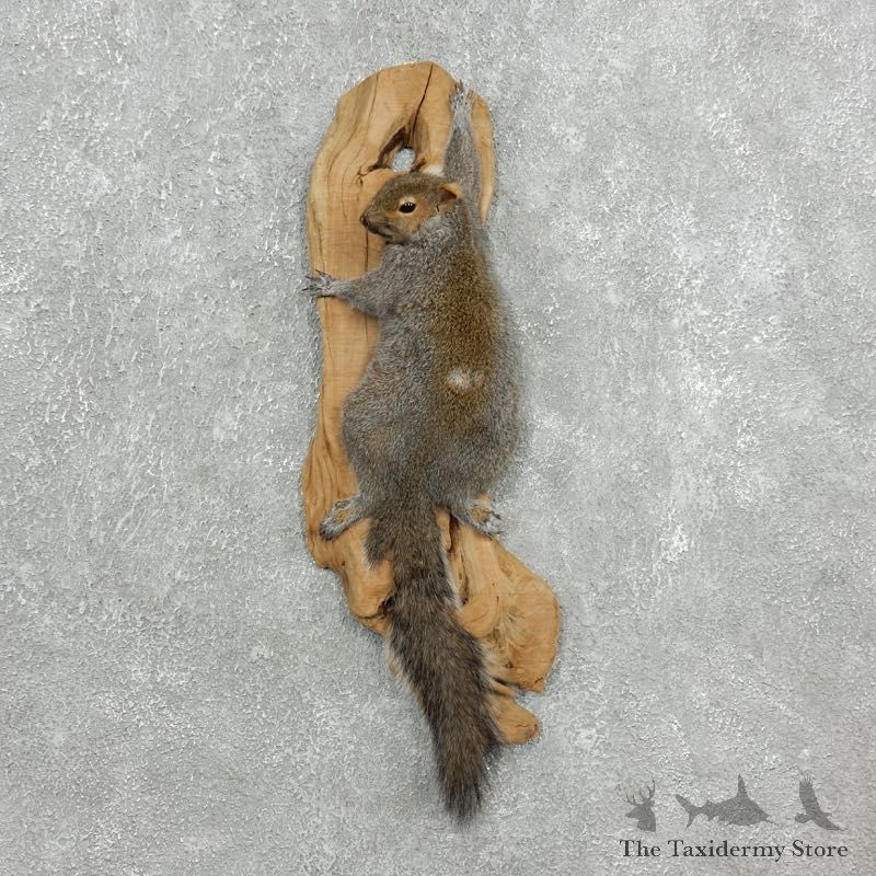 Grey Squirrel Life-Size Mount For Sale #18117 @ The Taxidermy Store