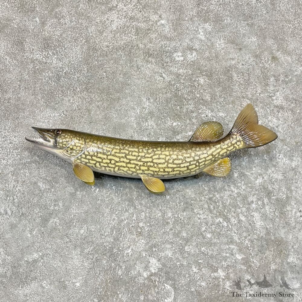 Chain Pickerel Fish Mount For Sale #27558 @ The Taxidermy Store
