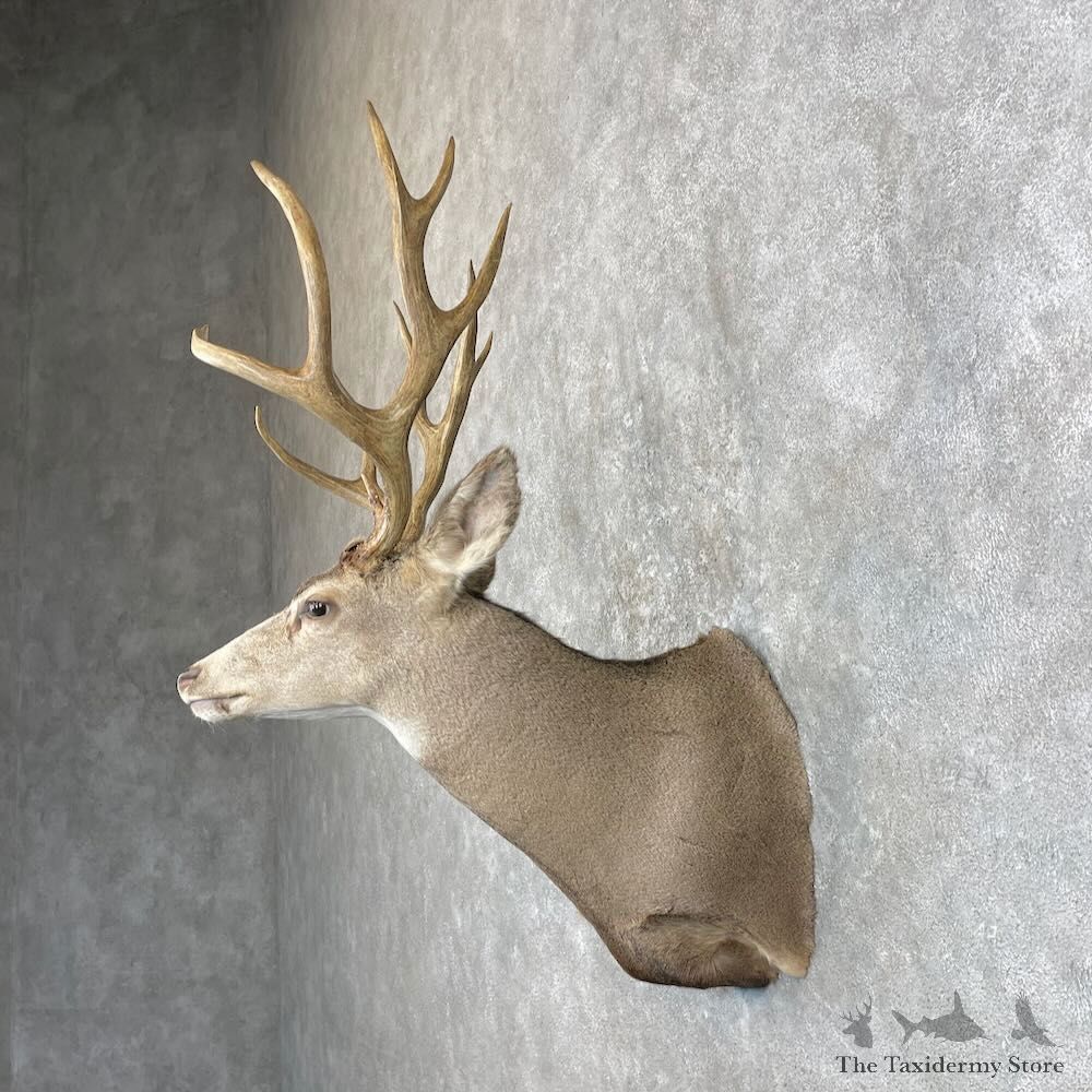 Mule Deer Shoulder Mount For Sale #28007 @ The Taxidermy Store