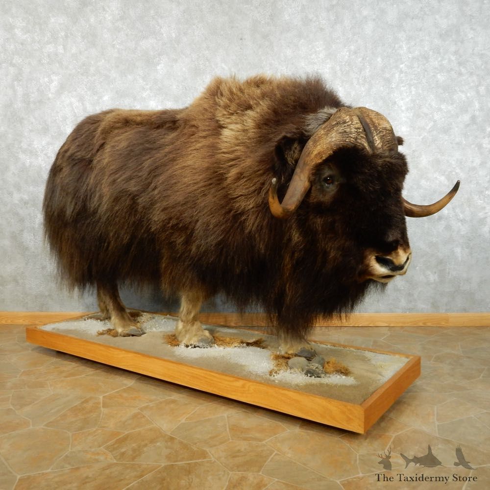 North American Muskox Life Size Mount #13461 For Sale @ The Taxidermy Store