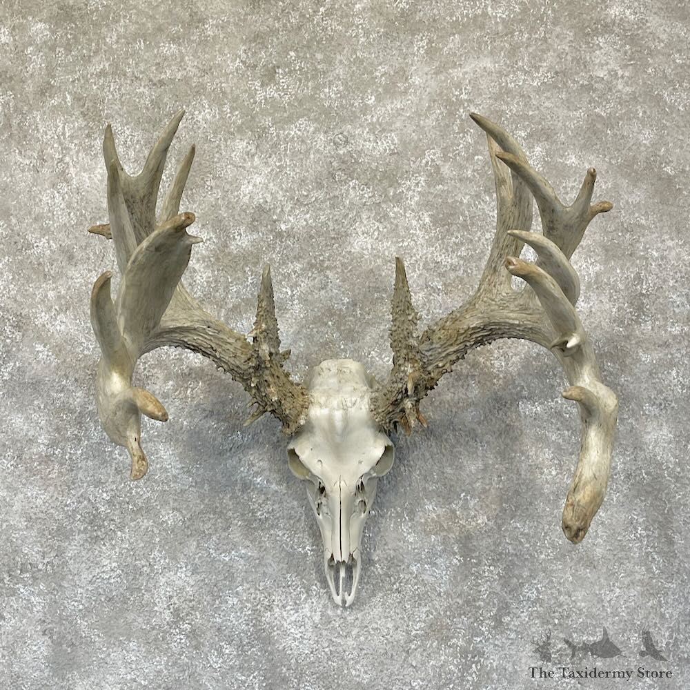 Whitetail Deer Skull European Mount For Sale #28268 @ The Taxidermy Store