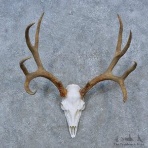 Mule Deer Skull Antler European Mount For Sale #15270 @ The Taxidermy Store