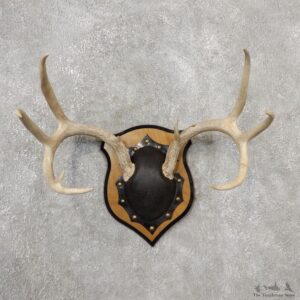 Whitetail Deer Antler Plaque Mount For Sale #19127 @ The Taxidermy Store
