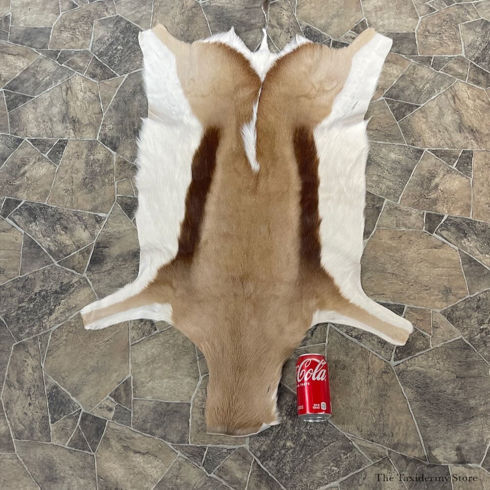 Springbok Taxidermy Hide For Sale #27896 @ The Taxidermy Store
