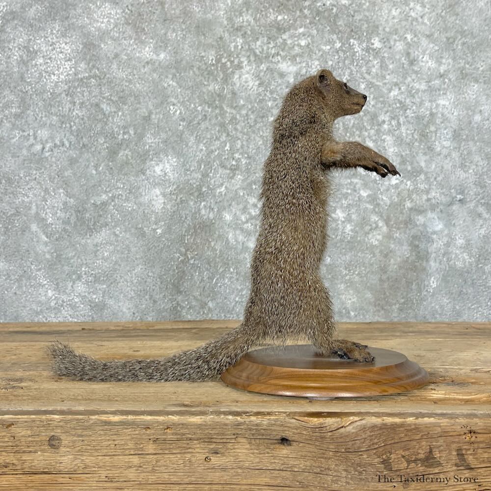 Common Dwarf Mongoose Life-Size Mount For Sale #27761 @ The Taxidermy Store