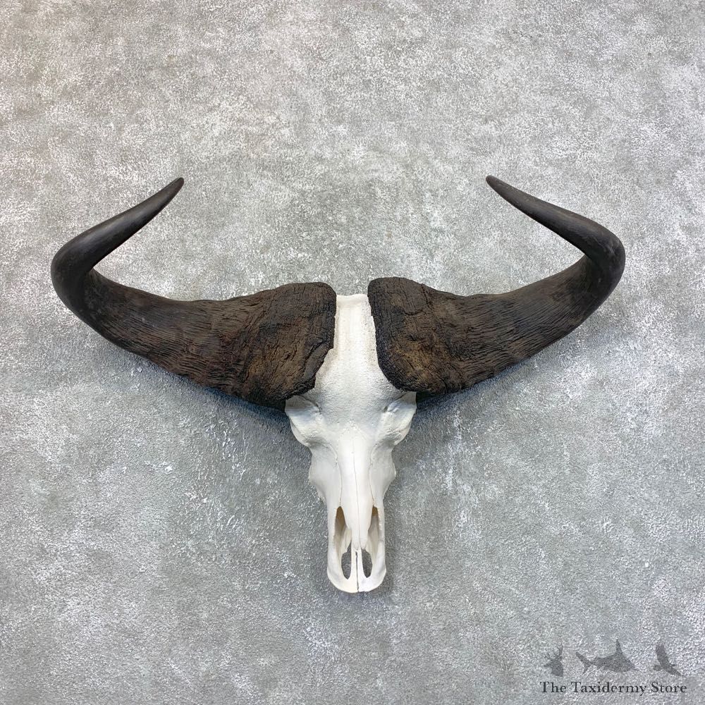 Cape Buffalo Skull Taxidermy Mount For Sale #23949 For Sale @ The Taxidermy Store