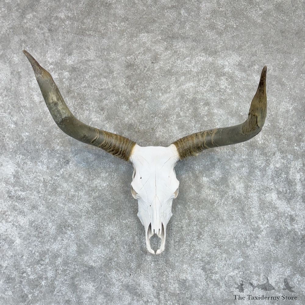 Watusi Longhorn Skull European Mount For Sale #30255 @ The Taxidermy Store