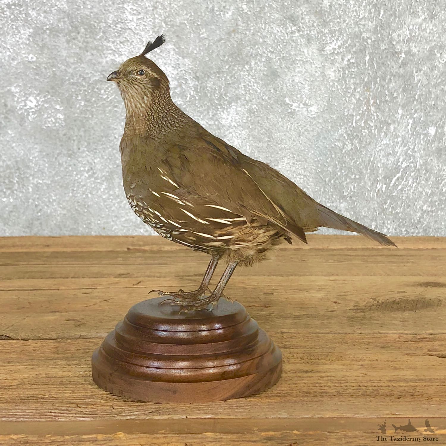 Female California Quail Bird Mount For Sale #19801 @ The Taxidermy Store