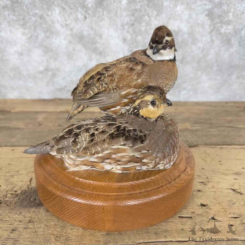 Bobwhite Quail Pair Bird Mount For Sale #30320 @ The Taxidermy Store