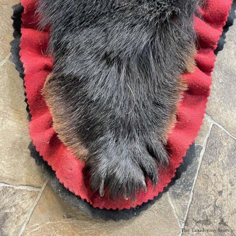 Black Bear Full-Size Rug For Sale #27848 @ The Taxidermy Store