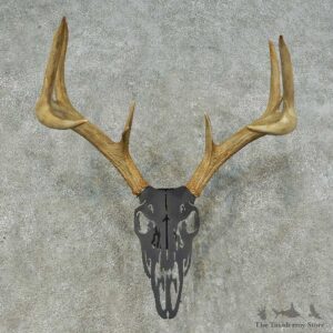 Whitetail Deer Antler Mount For Sale #16260 @ The Taxidermy Store